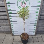 Čučoriedka kanadská (Vaccinium corymbosum) ´NORTHLAND´ - skorá 90-100 cm, kont. C18L - NA KMIENKU